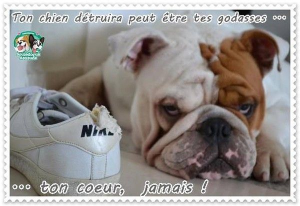 "Ton chien détruira peut-être tes godasses..."...