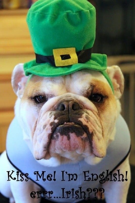 "Kiss me! I'm English! Errr... Irish???" ...