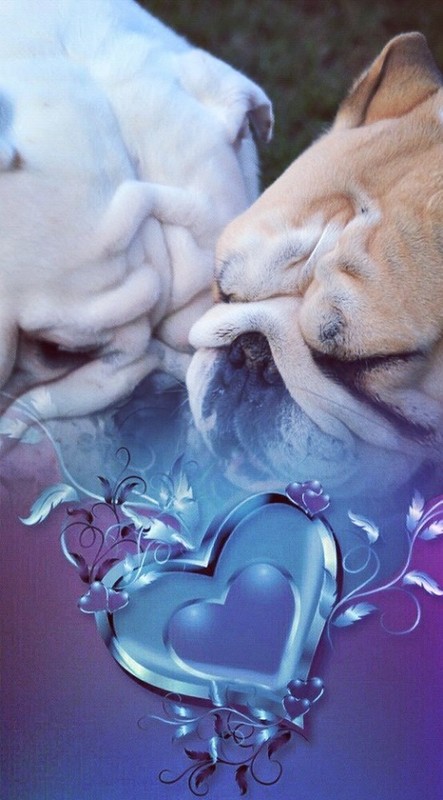 Des cœurs imbriqués en mauve-bleu   ...