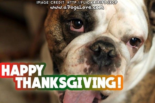 "Happy Thanksgiving!" - Les yeux un peu... rougis ...