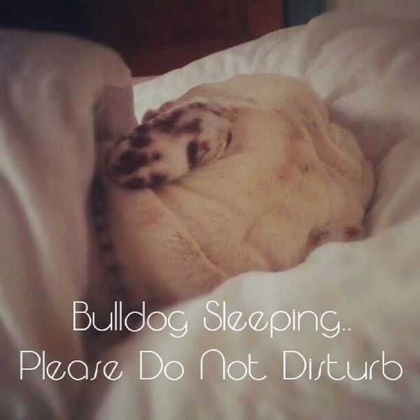 "Bulldog sleeping... Please do not disturb"...