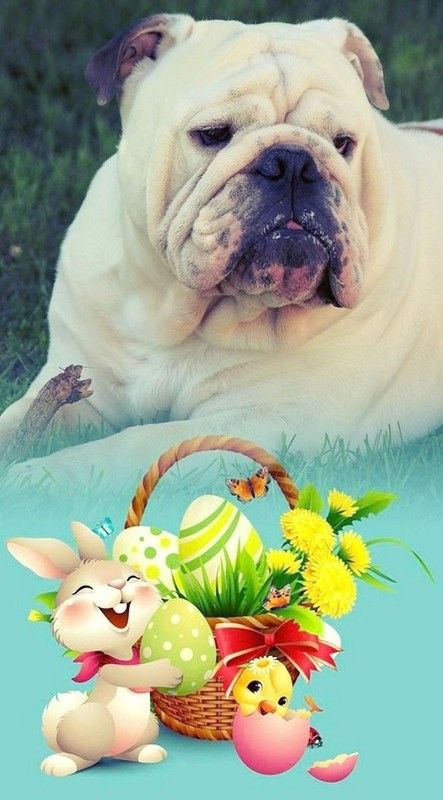 Lapin et poussin espiègles   ...