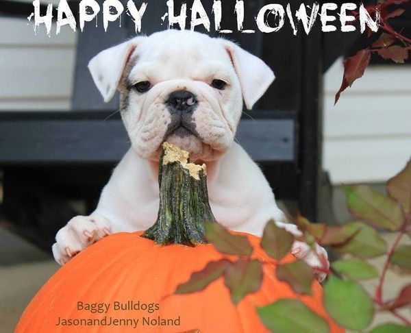 "Happy Halloween"...