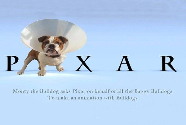 "Pixar" - Monty the Bulldog...