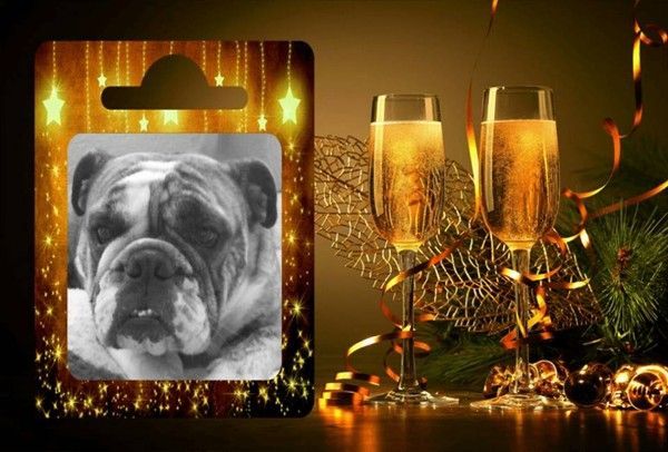 Bulldog, champagne et cotillons pour une belle année...