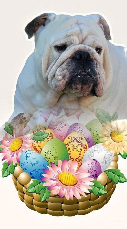 Protecteur du panier d’œufs   ...