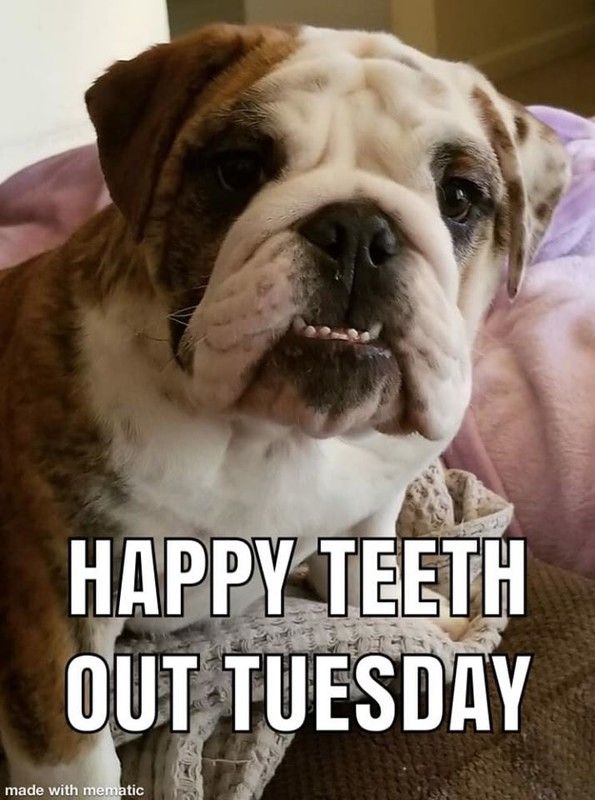 "Happy Teeth Out Tuesday"  ...