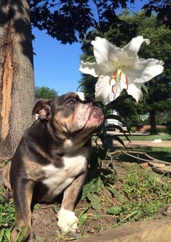 Oh... Ca sent bon le lys!!!...