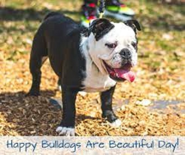 National bulldogs day