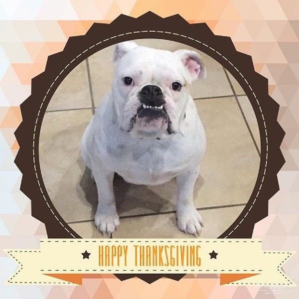 "Happy Thanksgiving" - Bien sagement assis ...