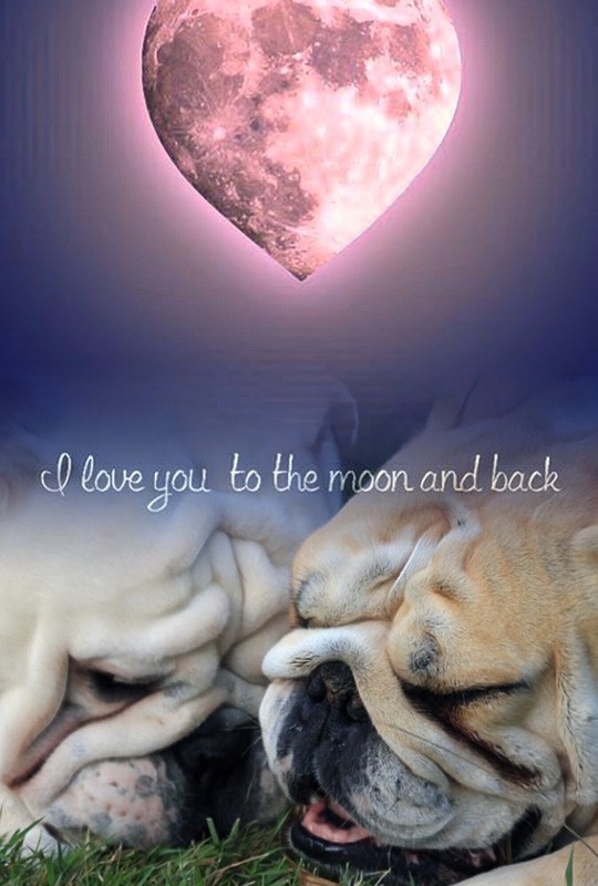 "I Love You To The Moon And Back" - La lune en cœur   ...