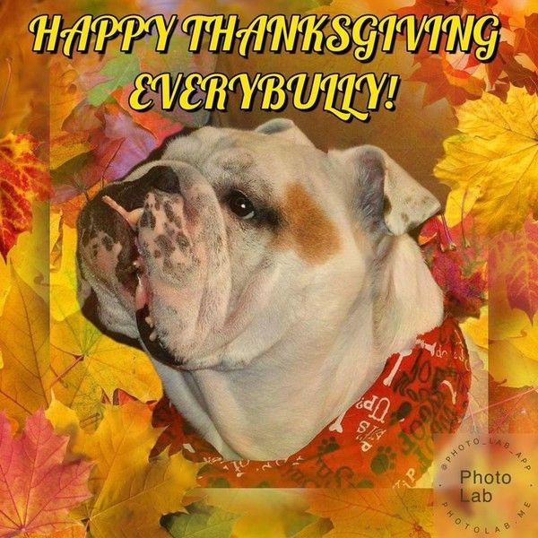 "Happy Thanksgiving Everybully!" - Parmi les feuilles ...