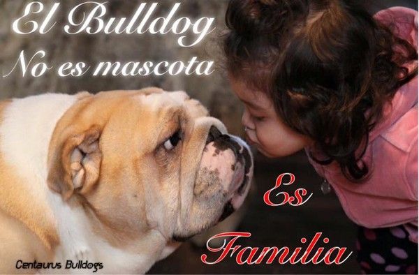 "El bulldog no es mascota, es familia" ...