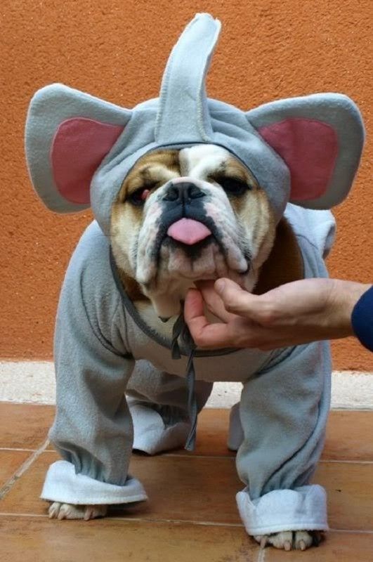 Un éléphant, ça trompe, ça trompe...