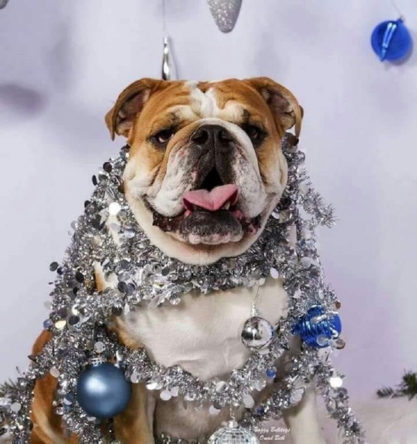 Est-ce-que je ne vaux pas le plus beau des sapins?!   ...