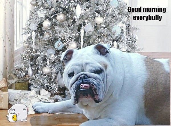 "Good morning everybully" - Devant le sapin d'argent ...