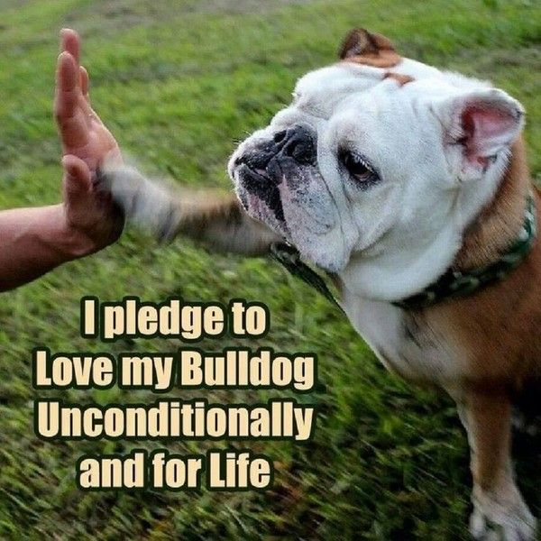 "I pledge to love my bulldog ... "  ...