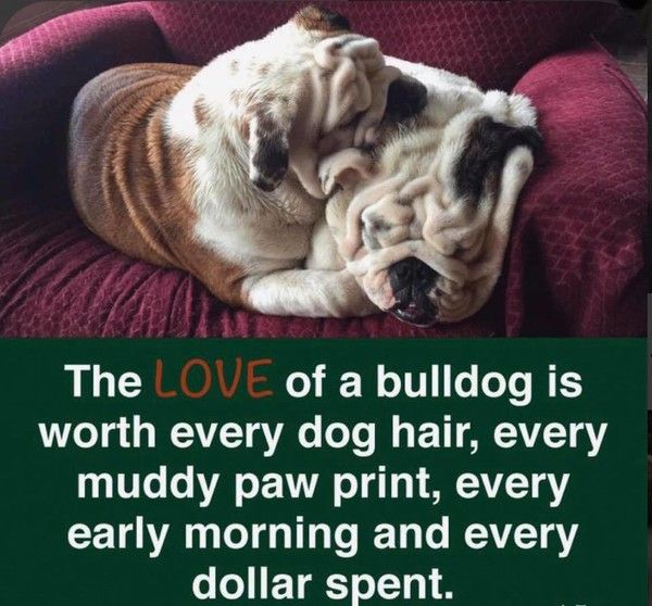 "The LOVE of a bulldog is worth every dog hair, ..." ...