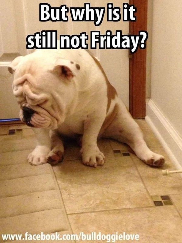 "But why is it still not friday?" - Déçu(e) ...