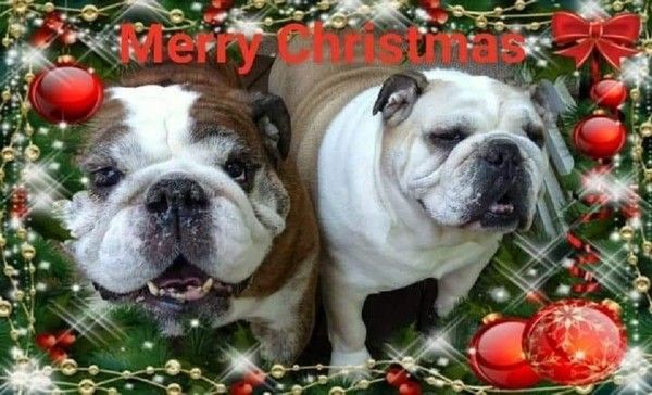 "Merry Christmas" - Un beau couple ...