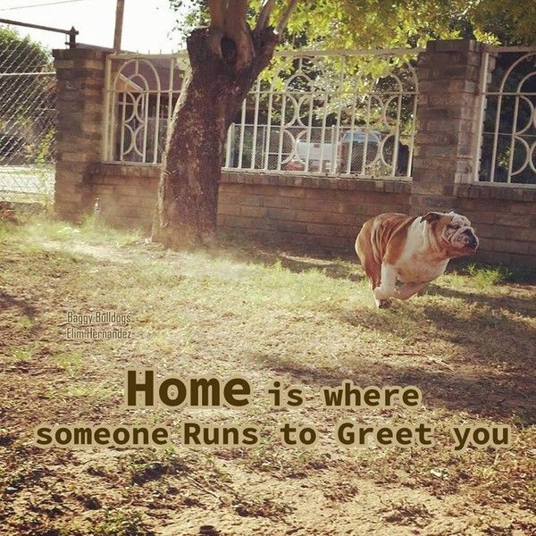 “Home is where someone runs to greet you”