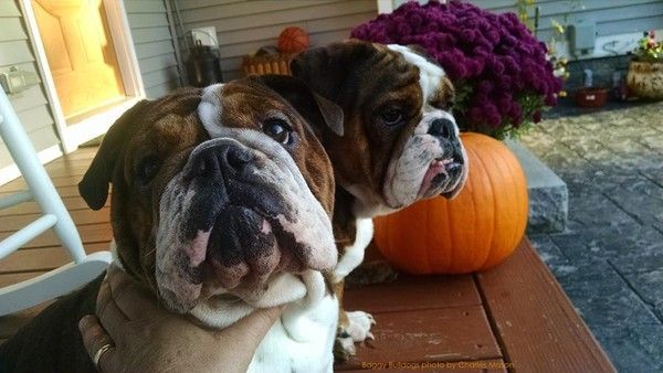 Sur le péron orné pour l'automne...