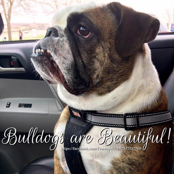 "Bulldogs are beautiful!" - Les bulldogs sont beaux! ...