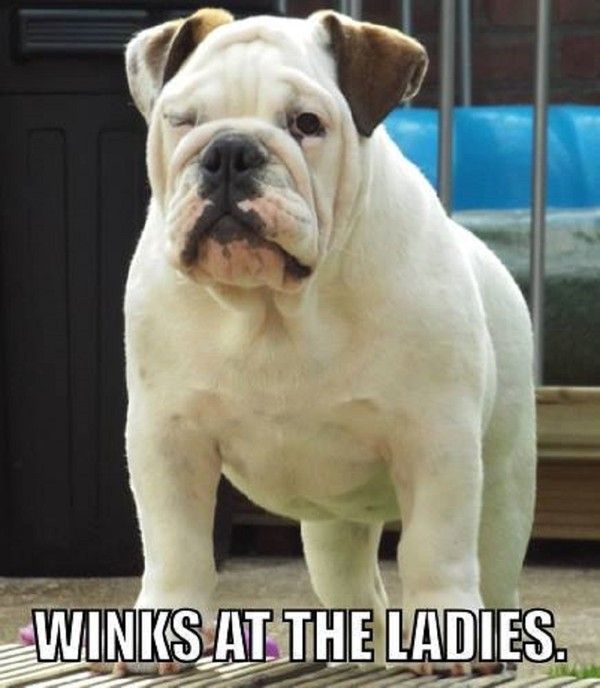 "Winks at the ladies" - Clins d'oeil aux dames...