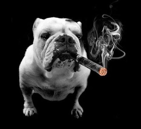 Noblesse d'un cubain?!...