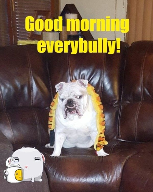 "Good morning everybully!" - Un boa autour du cou ...