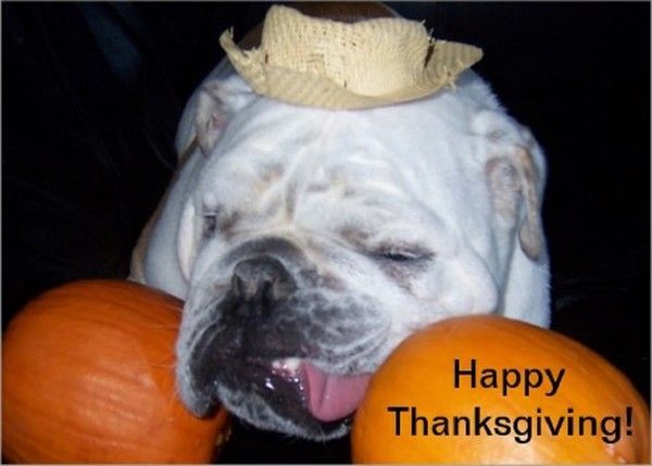 "Happy Thanksgiving!" - Ecroulé(e) sur les potirons...