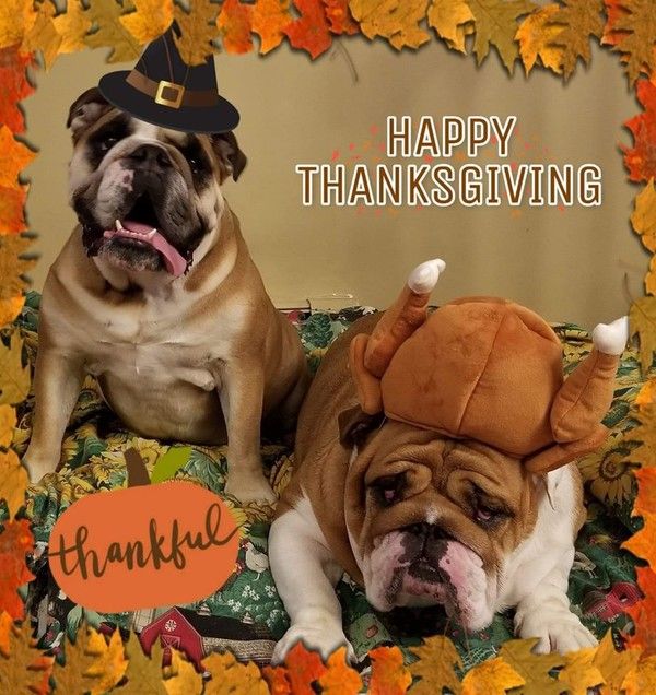 "Happy Thanksgiving Thankful" - Entre dindes et feuilles ...