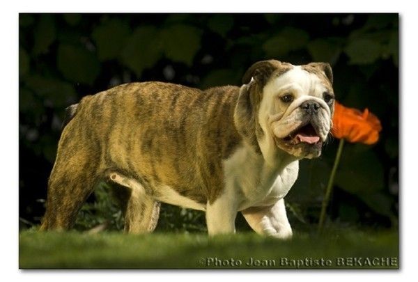 "Au jardin des coquelicots" par... Jean-Baptiste BEKACHE...