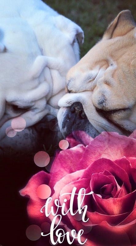 "With love" - Une belle rose épanouie   ...