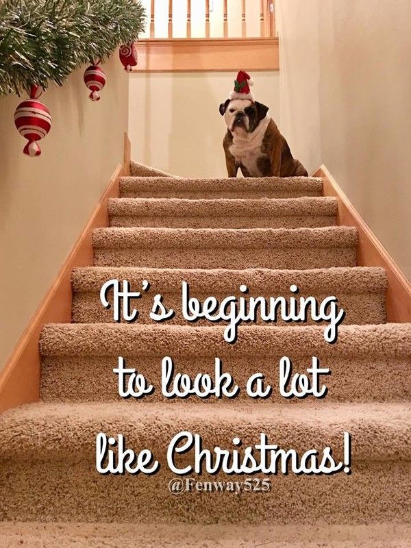 " It's beginning to look a lot like Christmas!" ...