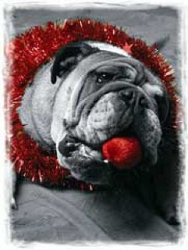 Noël, moi, j'adore! Je dirais même plus... Je croque!