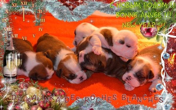 "Bonne Année!!!" - KDO de Marina ...