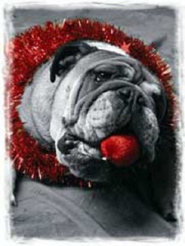 Miamiam... Les boules et les guirlandes!...