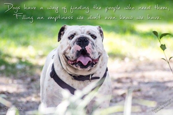 "Dogs have a way of finding the people who need..."...