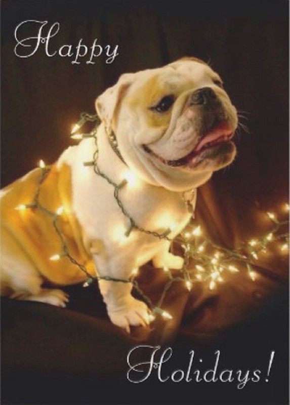 "Happy Holidays!" - Dans les guirlandes électriques ...