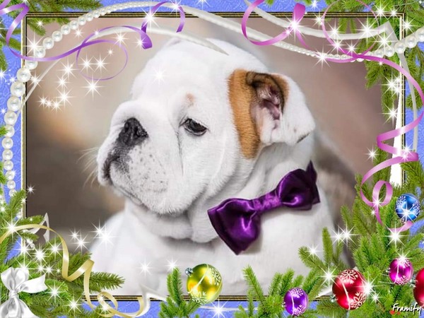 Son plus beau nœud papillon pour Noël   ...