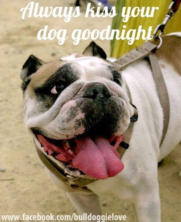 "Always kiss your dog Goodnight" ...