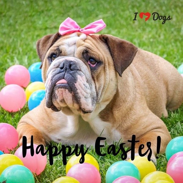 "Happy Easter!" - Couché(e) parmi les oeufs ...