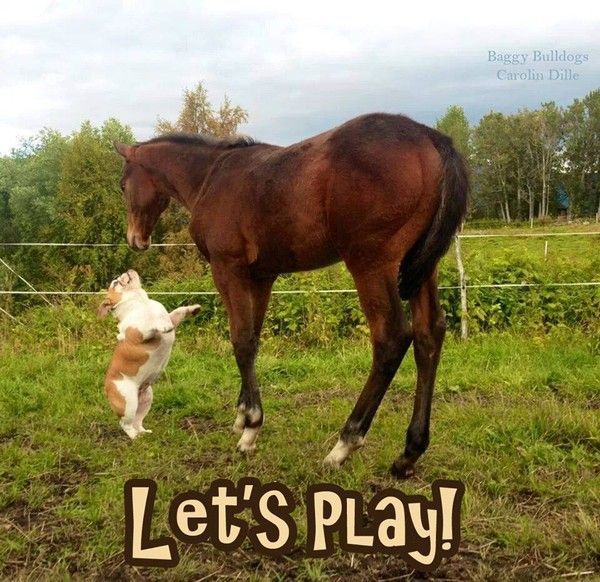 "Let's play!" - "Jouons!" demande bulldog au cheval ...