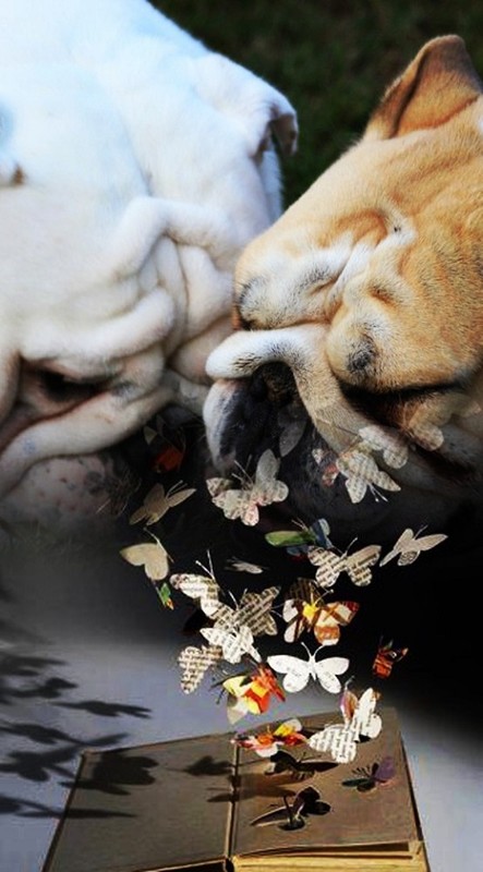 Des mots comme une envolée de papillons   ...