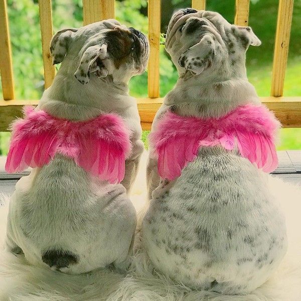 Un couple d'anges aux ailes roses ...