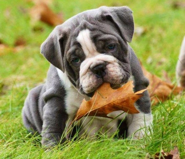 Est-ce que ça se mange çà?!...