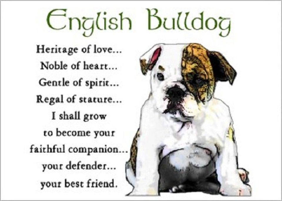  English Bulldog LA D finition 