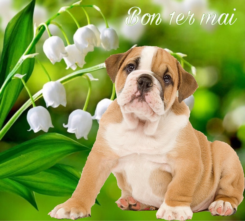 1er mai