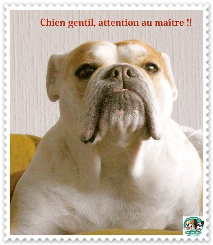 Plaque émaillée 10x18cm – Pochoir Personnalisé « Chien Gentil Maître Luna »